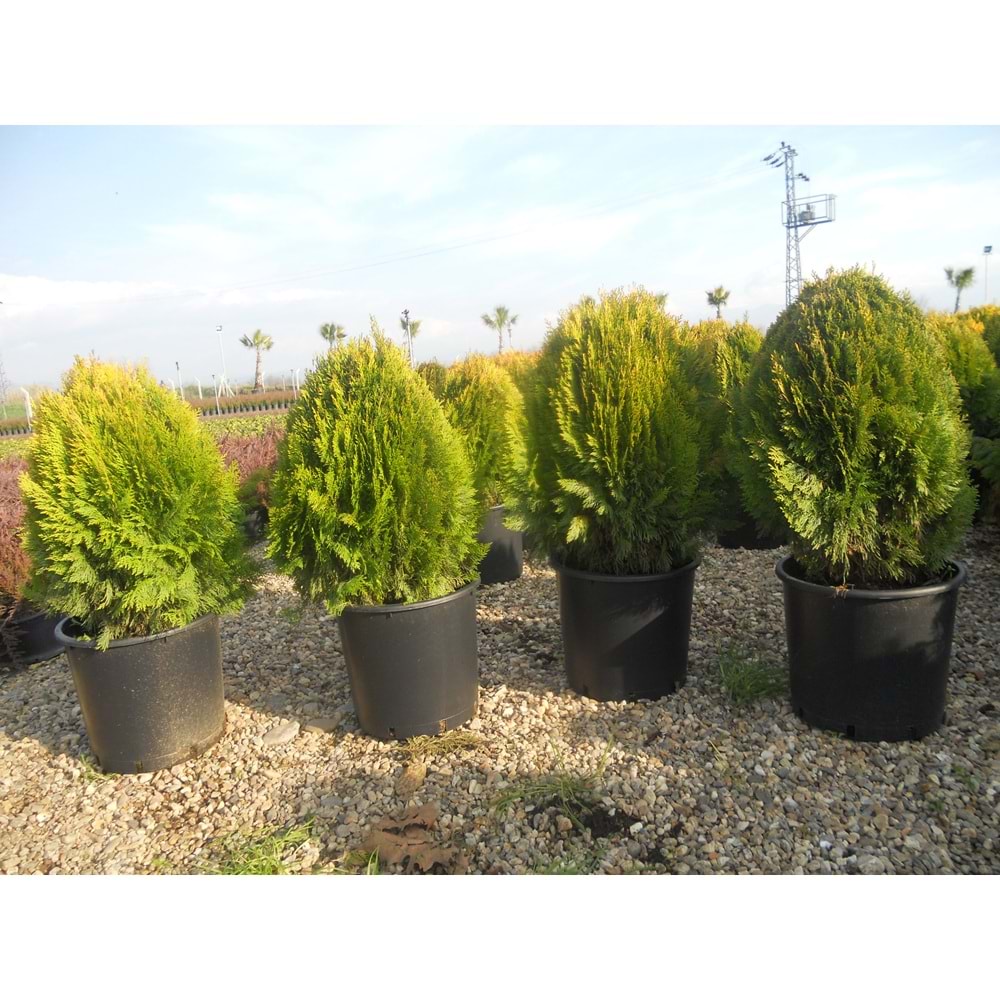 Thuja orientalis compacta nana