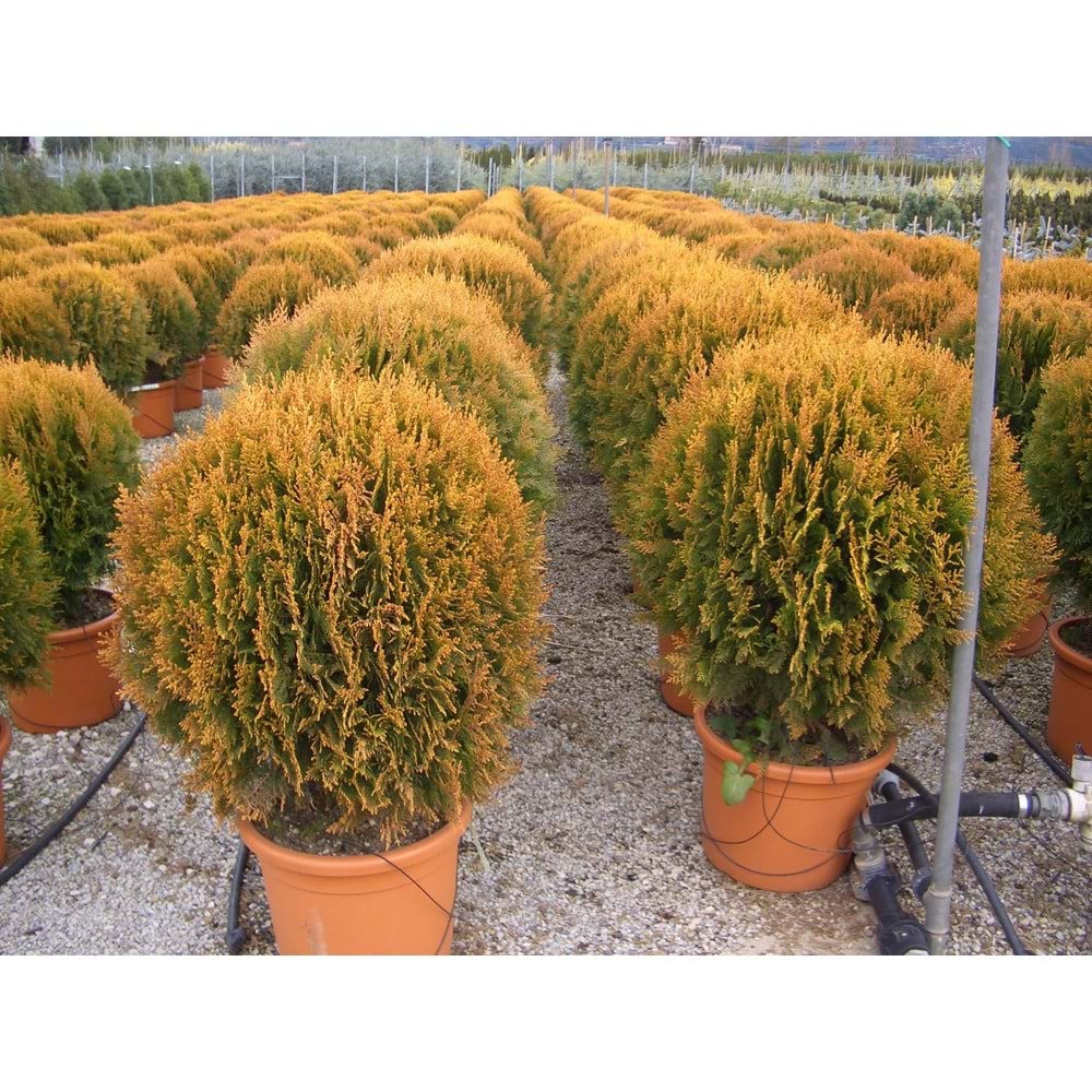 Thuja orientalis compacta nana