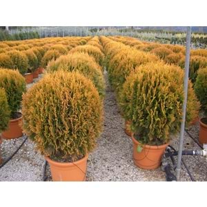 Thuja orientalis compacta nana