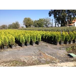 Thuja orientalis compacta nana