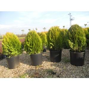 Thuja orientalis compacta nana