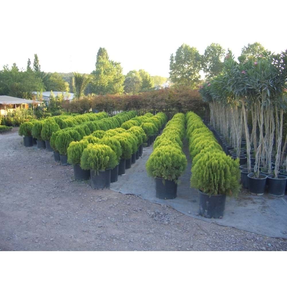 Thuja orientalis compacta nana
