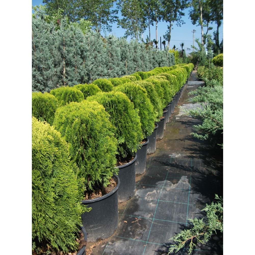 Thuja orientalis compacta nana