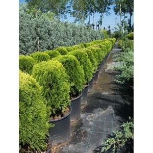 Thuja orientalis compacta nana