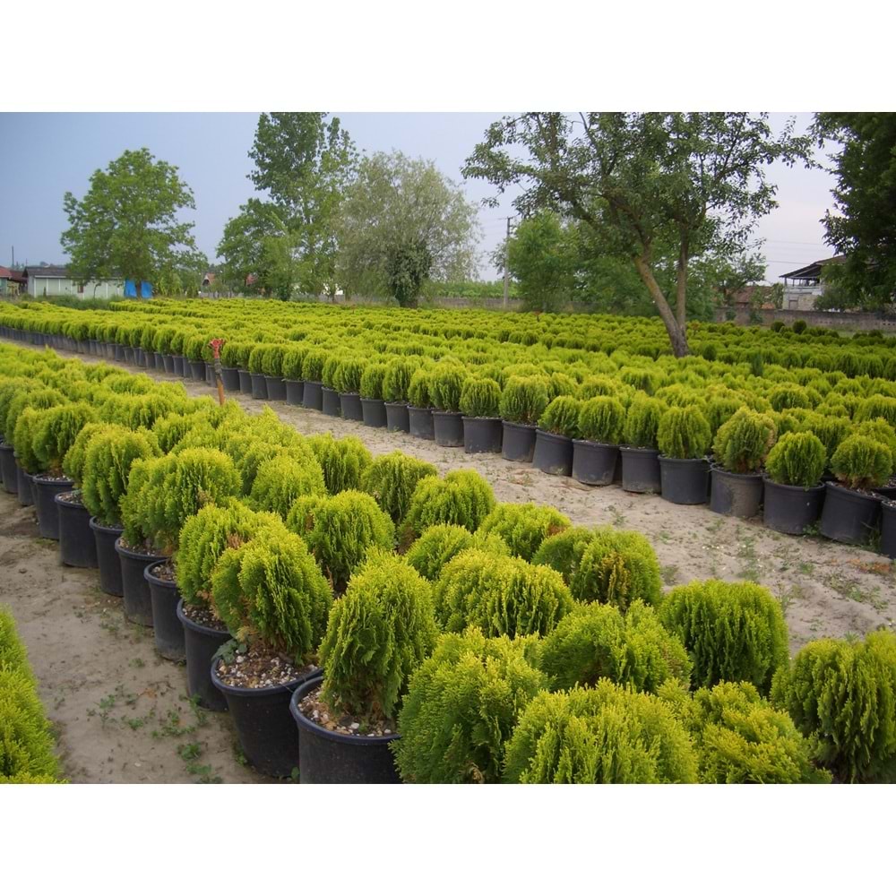 Thuja orientalis compacta nana