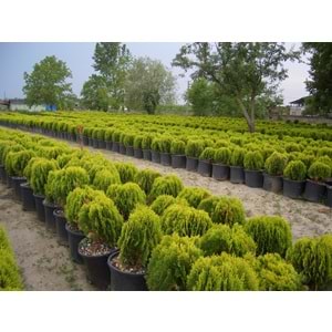 Thuja orientalis compacta nana
