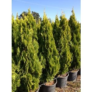 Thuja orientalis pyramidalis aurea
