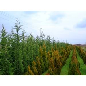 Thuja orientalis pyramidalis aurea