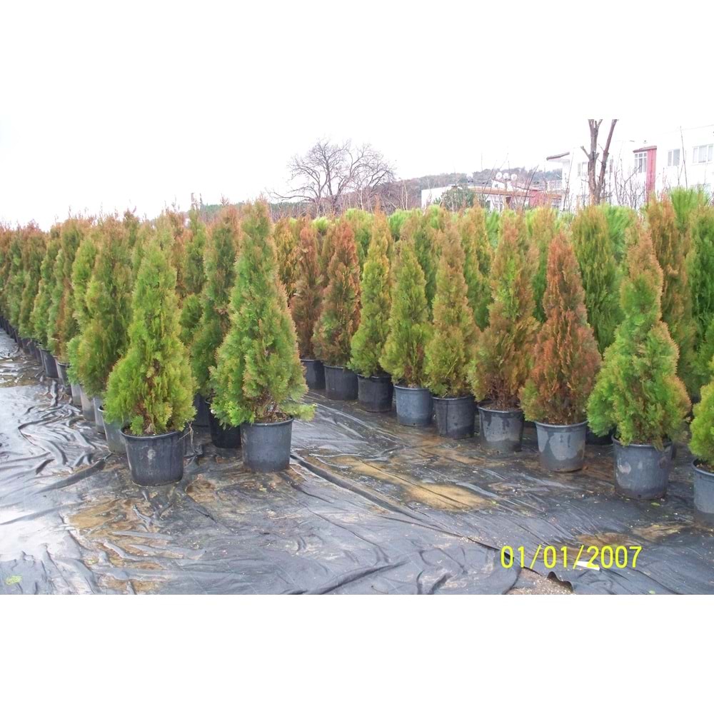 Thuja orientalis pyramidalis aurea
