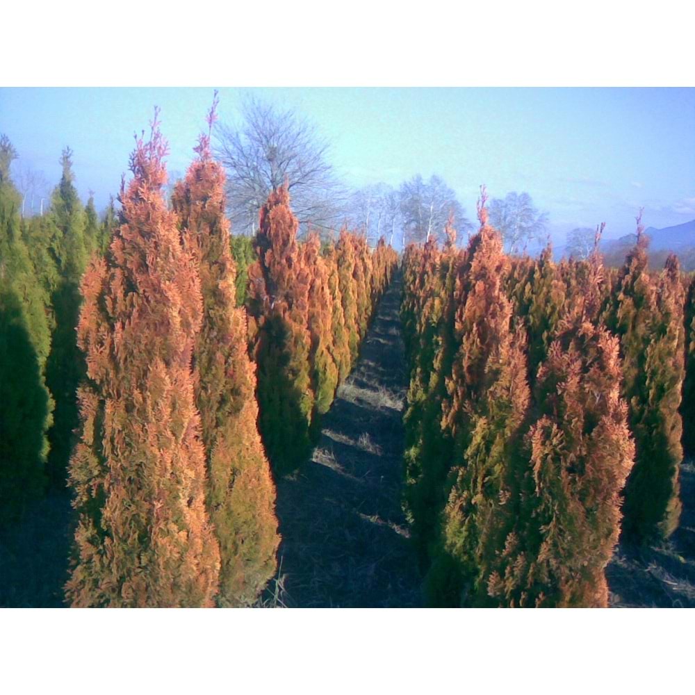 Thuja orientalis pyramidalis aurea