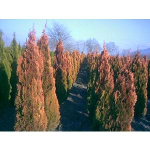 Thuja orientalis pyramidalis aurea