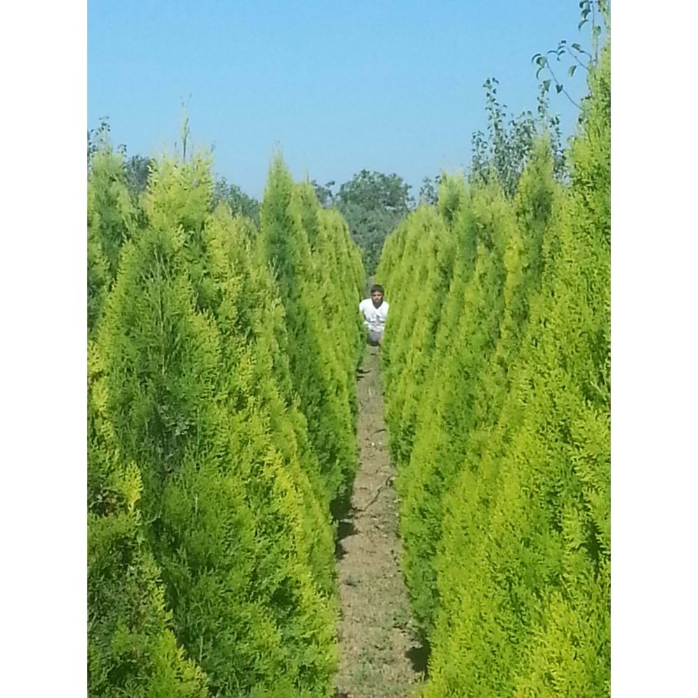 Thuja orientalis pyramidalis aurea