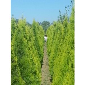 Thuja orientalis pyramidalis aurea