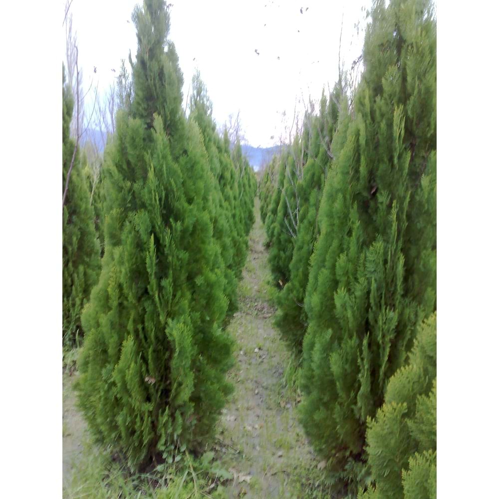 Thuja orientalis pyramidalis aurea