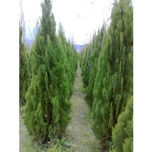 Thuja orientalis pyramidalis aurea