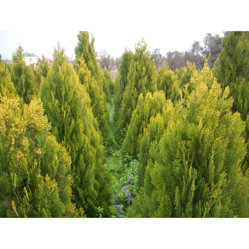 Thuja orientalis pyramidalis aurea