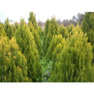Thuja orientalis pyramidalis aurea