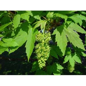 Acer pseudoplatanus