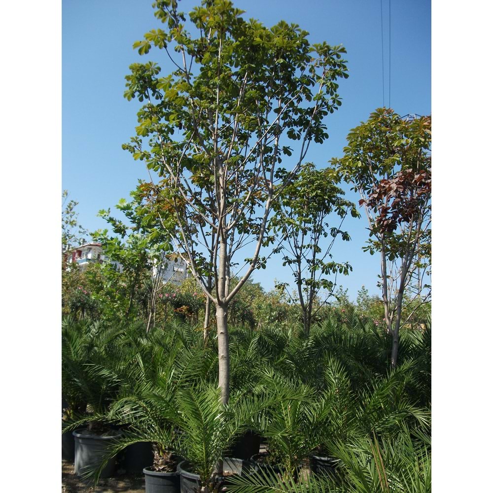 Aesculus hippocastanum