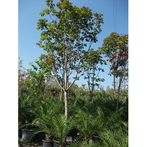 Aesculus hippocastanum