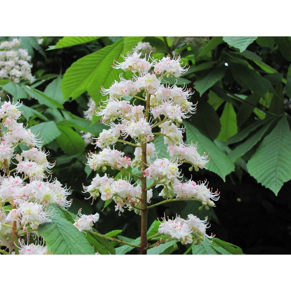 Aesculus hippocastanum