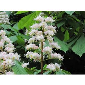 Aesculus hippocastanum