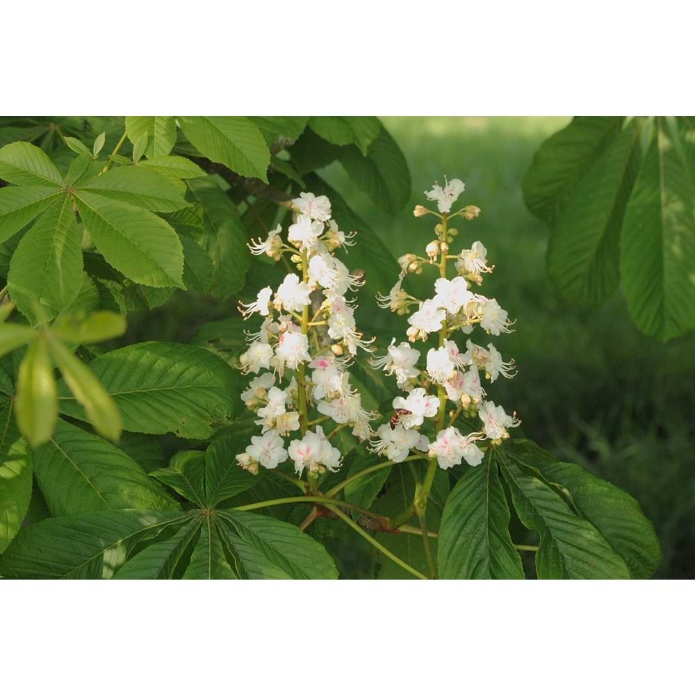Aesculus hippocastanum