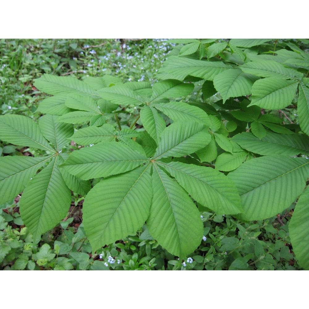 Aesculus hippocastanum