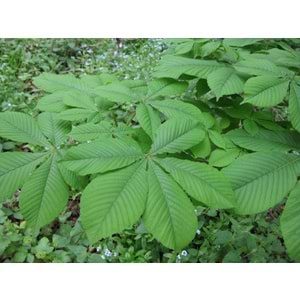 Aesculus hippocastanum