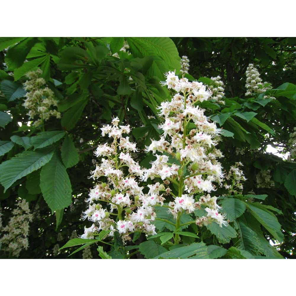Aesculus hippocastanum