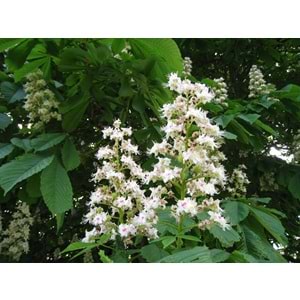Aesculus hippocastanum