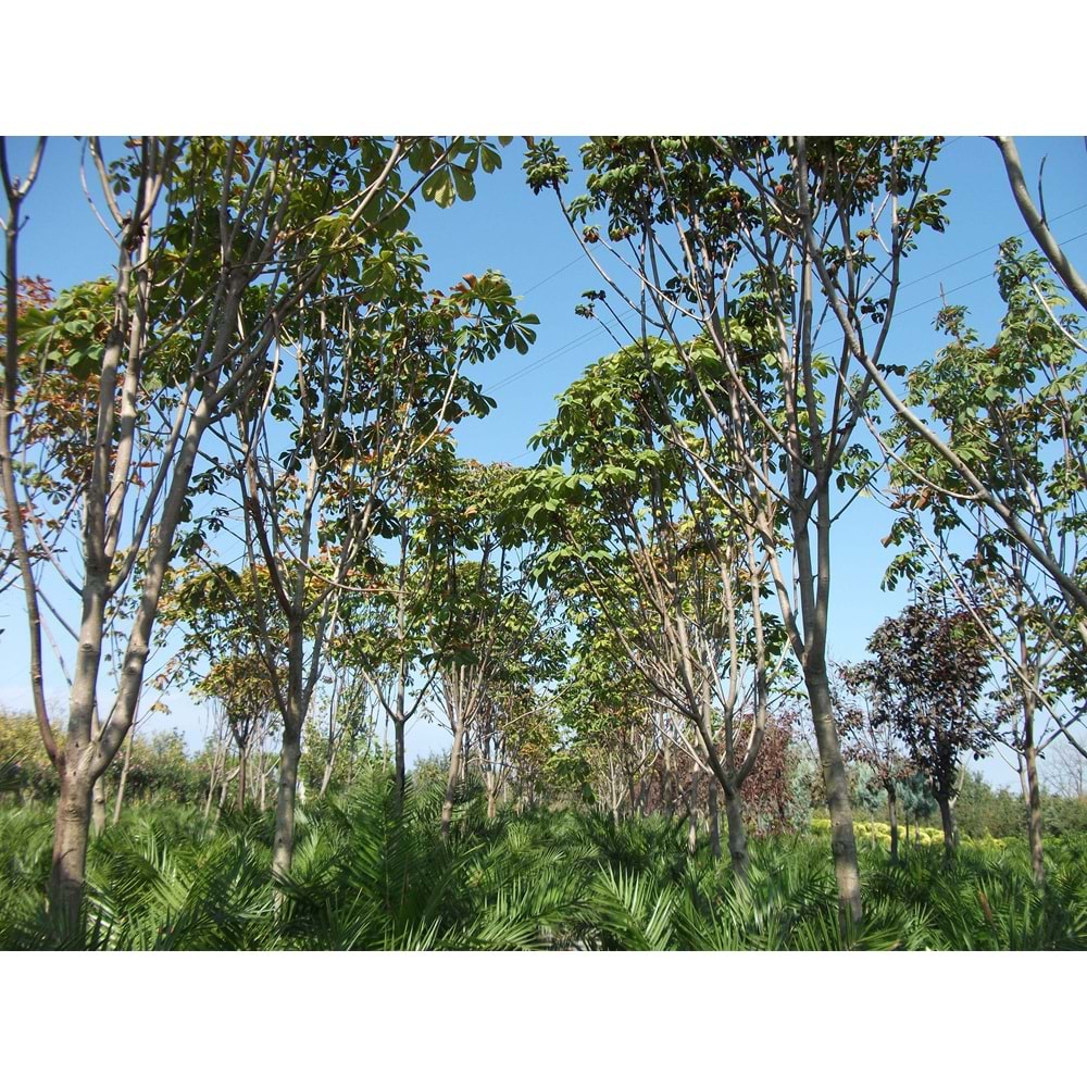 Aesculus hippocastanum
