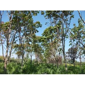 Aesculus hippocastanum