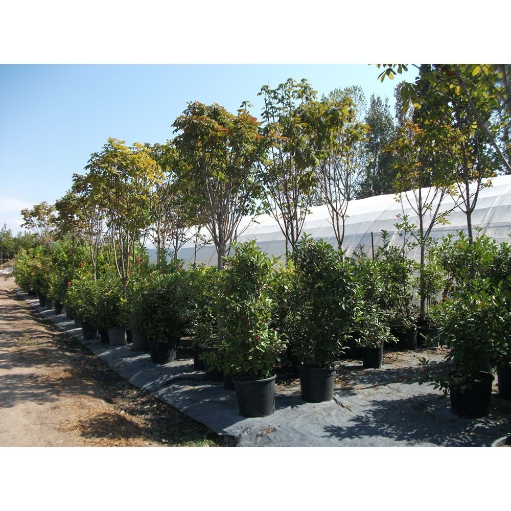 Aesculus hippocastanum