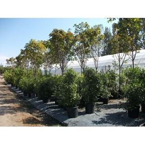 Aesculus hippocastanum