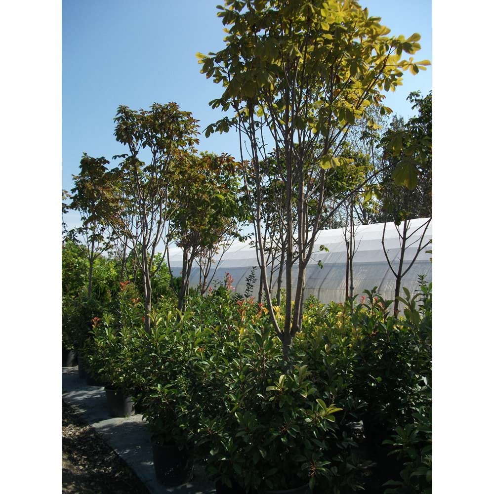 Aesculus hippocastanum