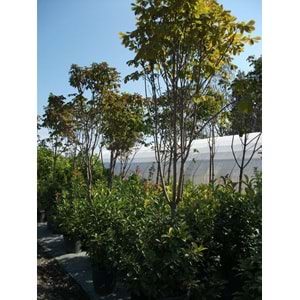 Aesculus hippocastanum