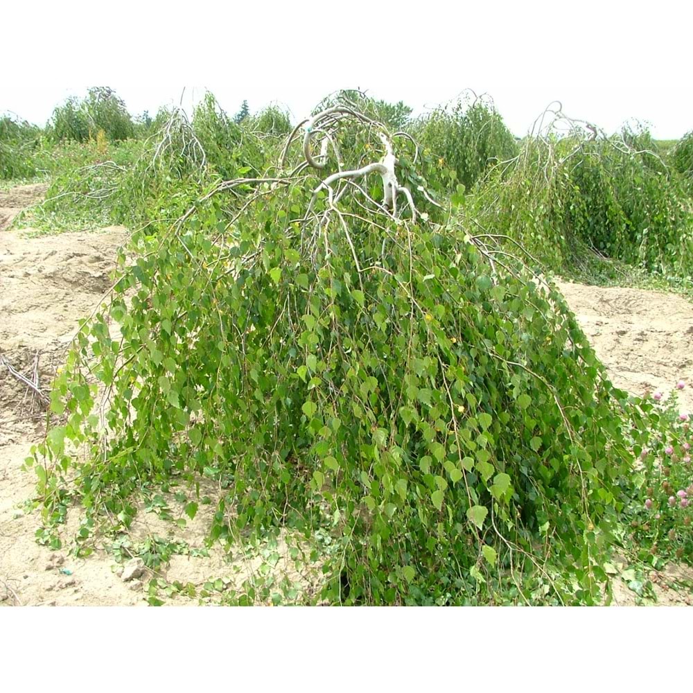 Betula pendula yoongi