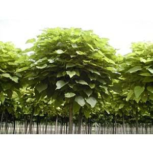 Catalpa bungei bignonioides nana