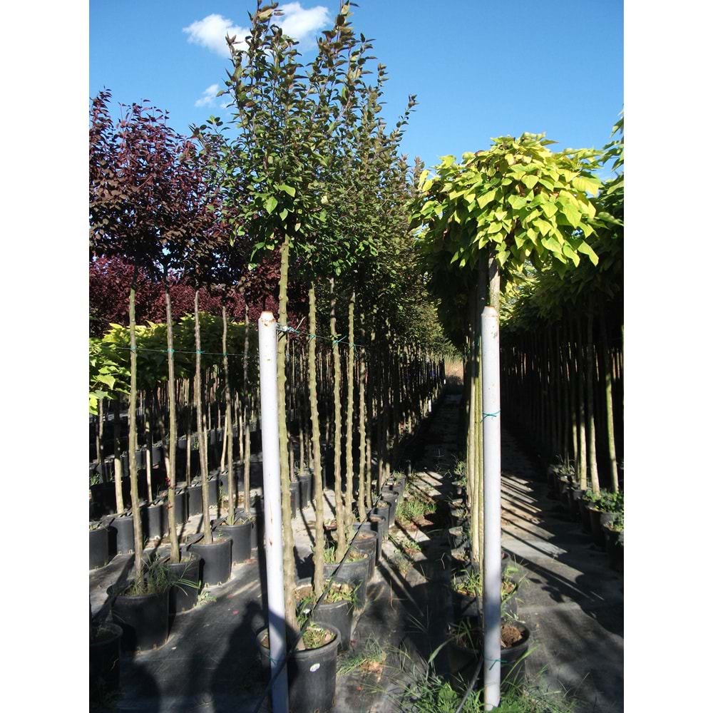 Catalpa bungei bignonioides nana