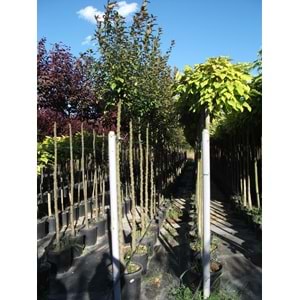 Catalpa bungei bignonioides nana