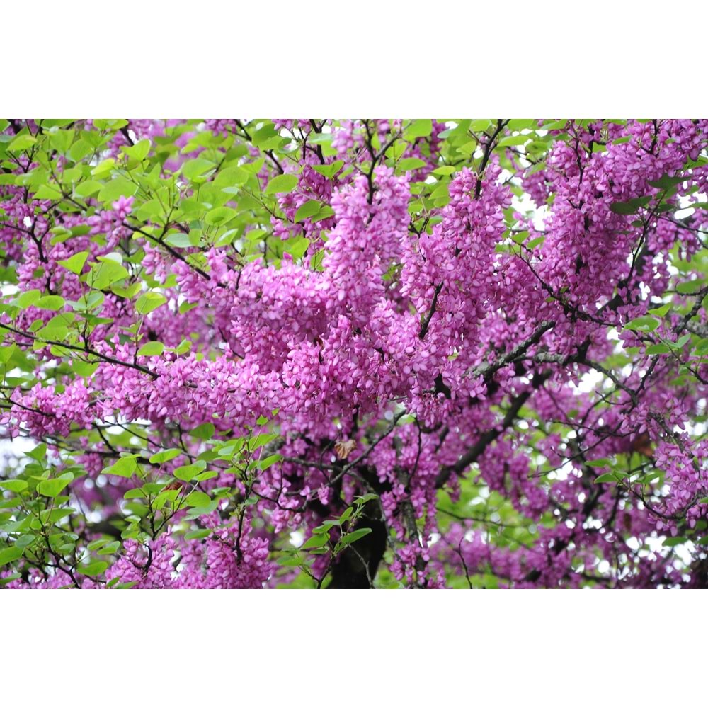 Cercis siliquastrum