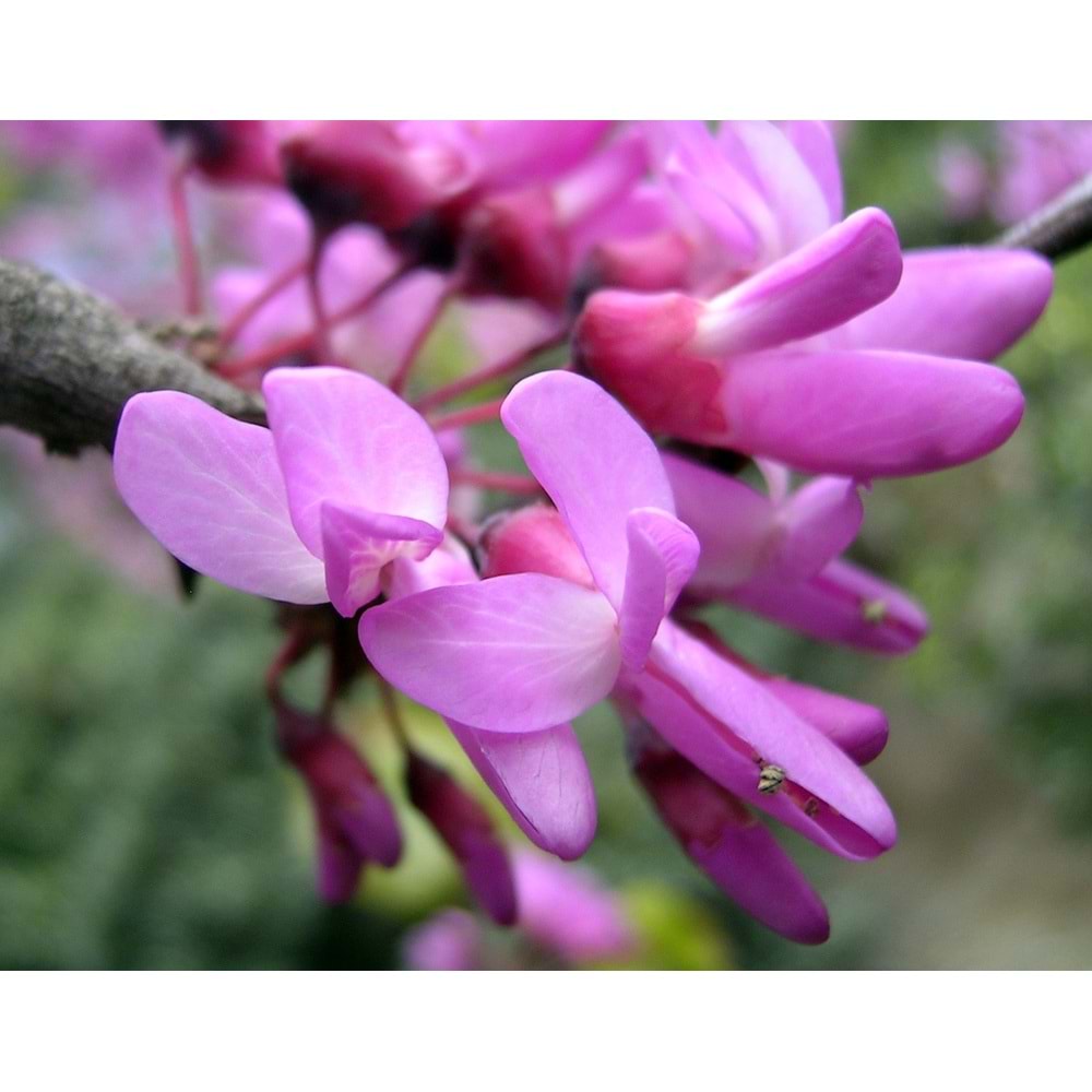 Cercis siliquastrum
