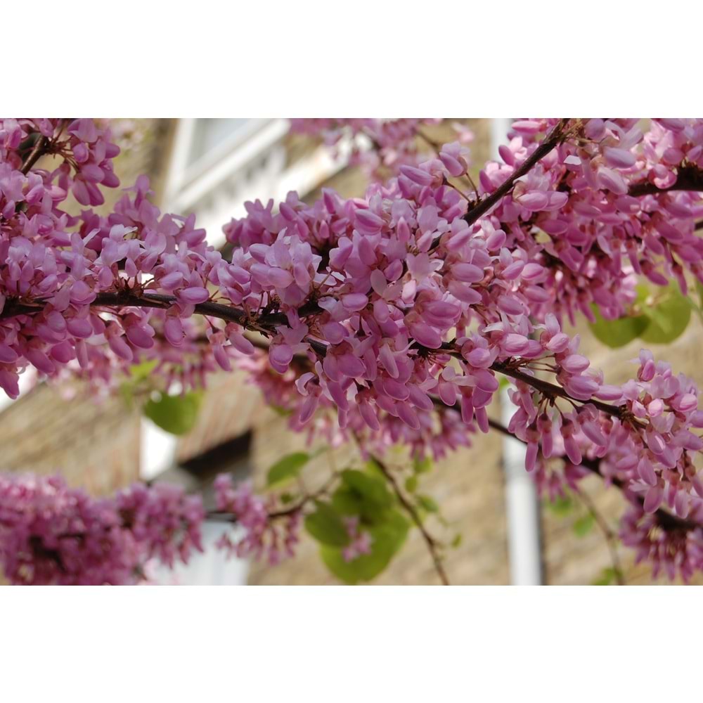 Cercis siliquastrum
