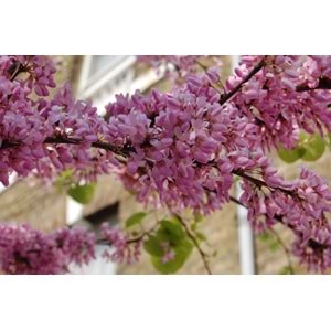Cercis siliquastrum