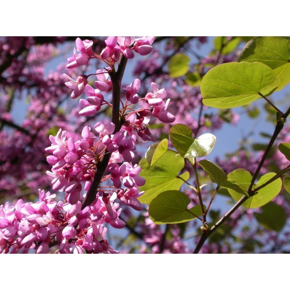 Cercis siliquastrum