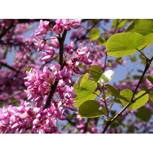 Cercis siliquastrum
