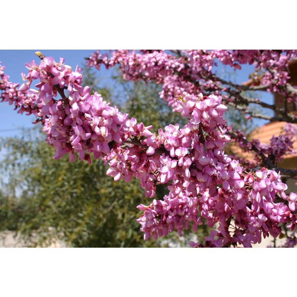 Cercis siliquastrum