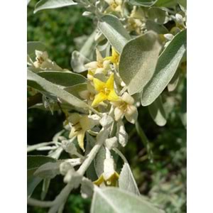 Elaeagnus angustifolia