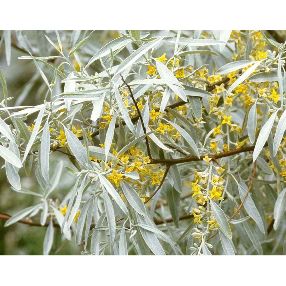 Elaeagnus angustifolia